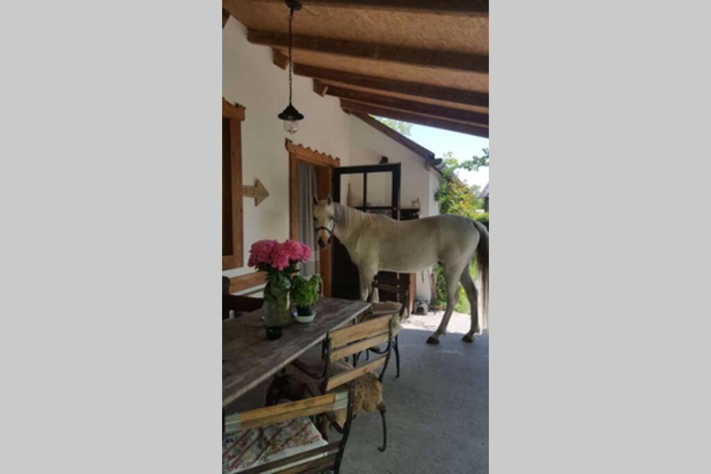 Вилла Igricz Farmhaz Pocsmegyer Экстерьер фото