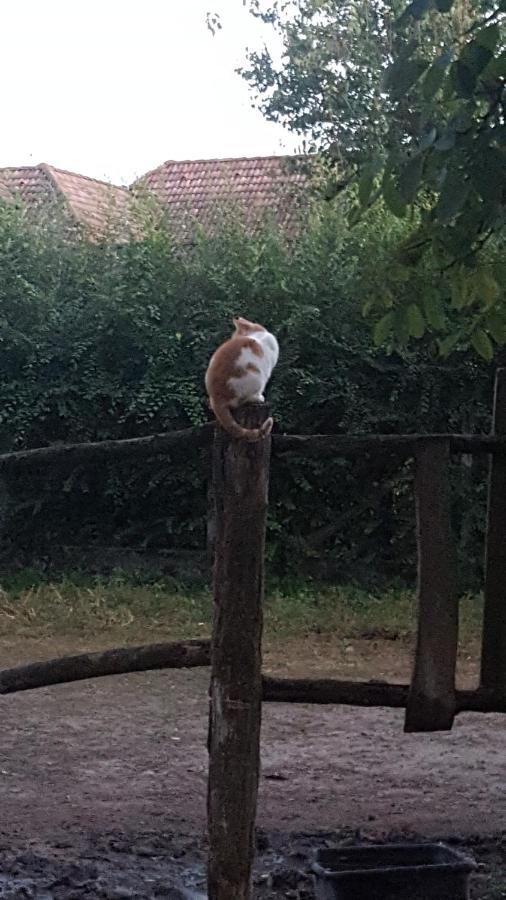 Вилла Igricz Farmhaz Pocsmegyer Экстерьер фото